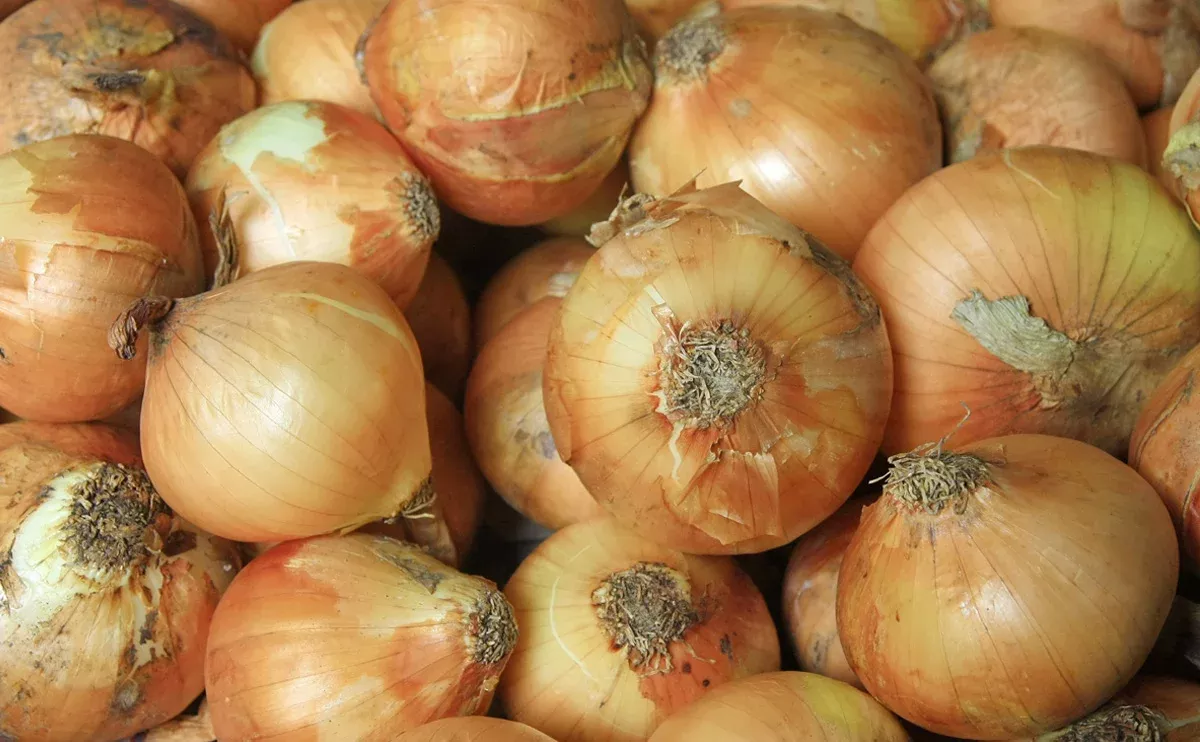 10 lb. bag of Vidalia Onions - Includes Shipping