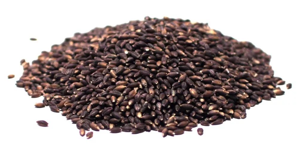 Barley, Black