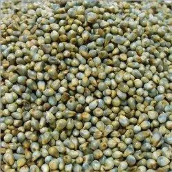 Grammy's Grammy Pearl Millet - 1 kg