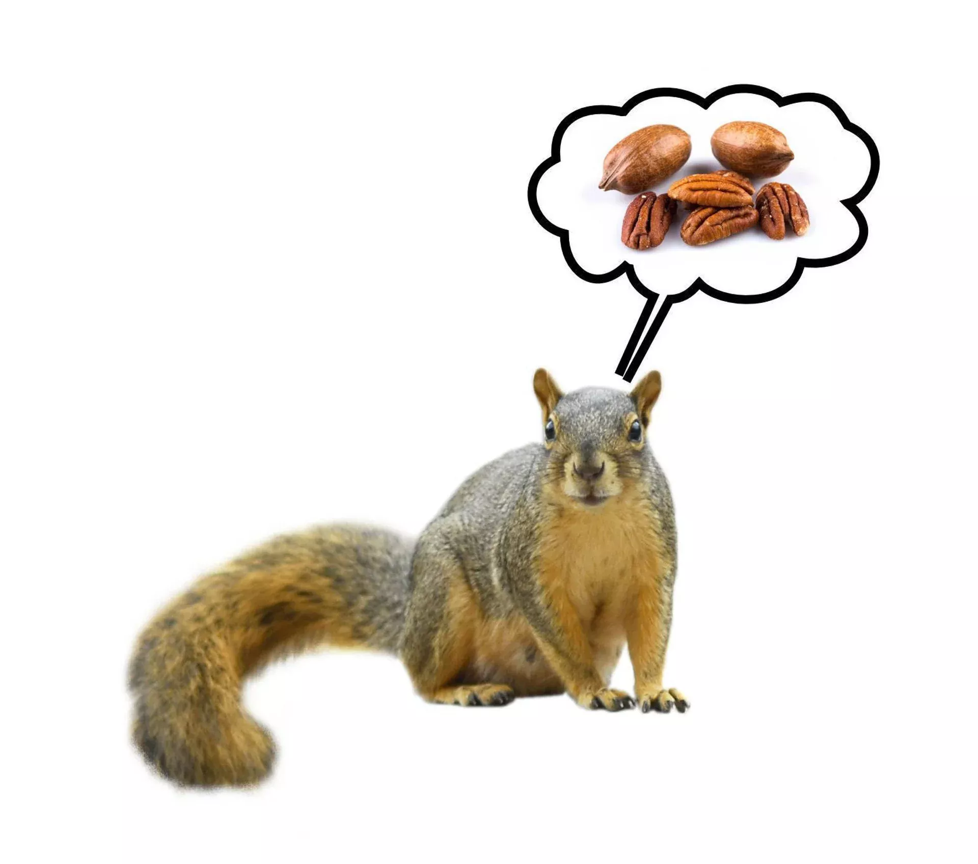 Premium Squirrel Food
