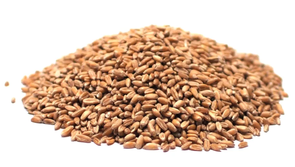 Spelt, Whole (Farro)