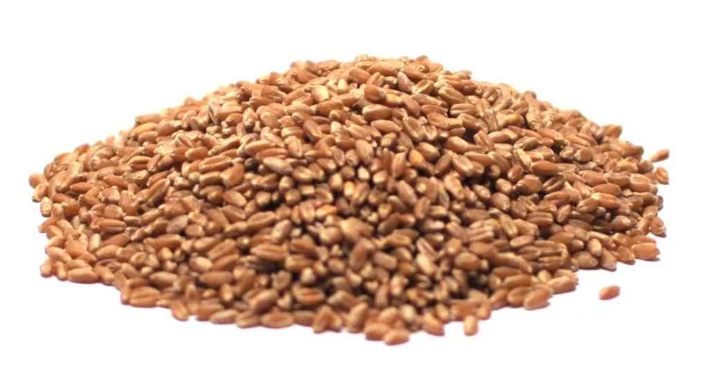 Whole Wheat Berries – Organic