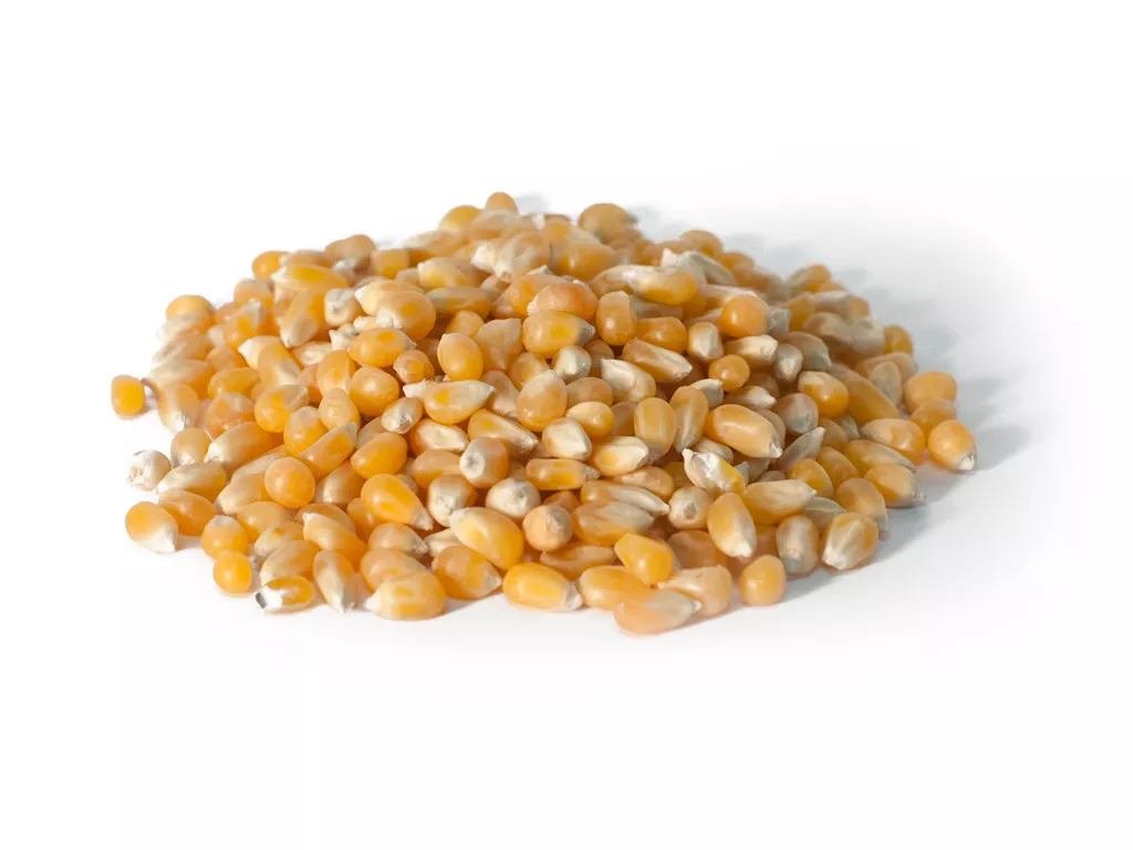 Yellow Popcorn